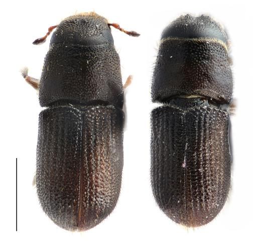 Figure 3 Figure 3. Dorsal view of southern pine beetles with female on the left and male on the right. Bar corresponds to 1.0 mm.